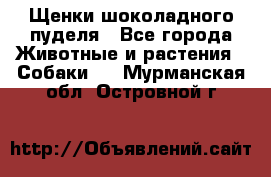 Щенки шоколадного пуделя - Все города Животные и растения » Собаки   . Мурманская обл.,Островной г.